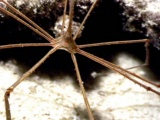 thm_B2ARROWCRAB.jpg