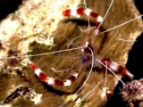 thm_B2BANDEDCORALSHRIMP5.jpg