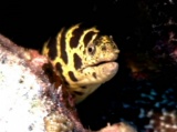 thm_B2CHAINMORAY.jpg