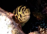 thm_B2CHAINMORAY3.jpg
