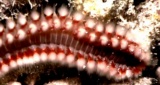 thm_B2FIREWORM.jpg