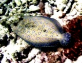thm_B2FLOUNDER.jpg