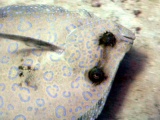 thm_B2FLOUNDER4.jpg