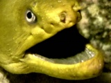 thm_B2GREENMORAY.jpg