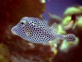 thm_B2SPOTTEDTRUNKFISH2.jpg