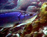 thm_B2TARPON1.jpg