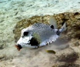 thm_B2TRUNKFISH2.jpg