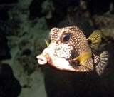 thm_B2TRUNKFISH3.jpg