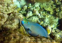 thm_aqueenparrotfish.jpg