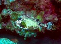 thm_GTRUNKFISH2.jpg