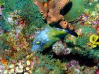 thm_MONAORANGESPOTTEDFILEFISH.jpg