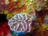 thm_CORAL-5.jpg