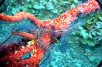 thm_RBRITTLESTAR.jpg