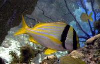 thm_RPORKFISH2.jpg