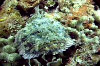 thm_RSCORPIONFISH.jpg